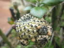 Sulcorebutia rauschii