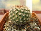 Notocactus rutilans