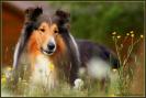 Collie1