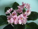 Aca's Pink Delight