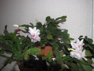 Schlumbergera 24 oct 2009 (1)