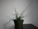 juncus effusus \"spiralis\"