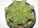 Gymnocalycium