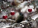 Christmas Wallpapers (592)