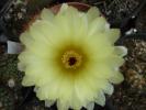 Notocactus scopa