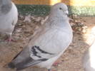 Copie a Picture 005