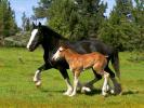 HORSE222