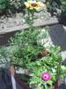 PICT0052
