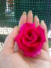 02082009515.Trandafirul meu