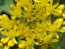 Sedum reflexum, flori, detaliu.