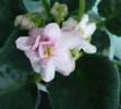 Aca's Pink Delight
