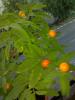 Solanum capsicastrum