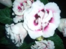 CIMG1429