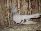 P9061591