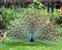 paun-peacock-paon-pfau-pavone- 1