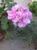 flori 038