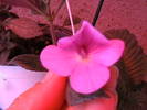 Picture 018