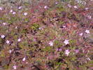 DSC01771