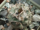 Turbinicarpus polaski la Bonita