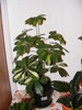 ARBORELE UMBRELA(SCHEFFLERA)