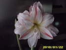 Picture 006