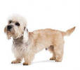 dandie_dinmont_terrier