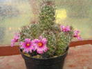 1. Mammillaria sheldonii