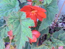BEGONIA