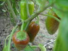 Hot Jalapenos (2009, August 04)