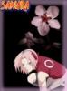 sakur@