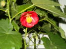 abutilon rosu