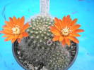 Rebutia flavistila 16.05