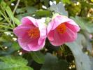 abutilon