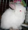 angora pitic