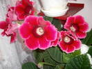 Flori 09