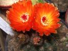 Notocactus ottonis cv. venclusianus