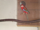rosella rubin mascul