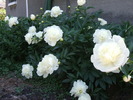 DSCF0572