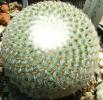 mammillaria_supertexta_l1116
