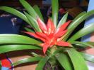 guzmania