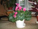 Cyclamen