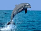 DELFIN