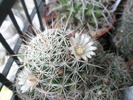 Mammillaria - 03.11.2009