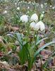 Leucojum_vernum