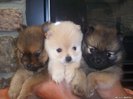 pom_puppies_006[1]