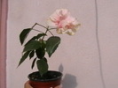 Picture 043