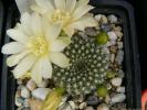 rebutia_krainziana_ssp.albiflora_1