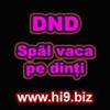 dnd%20spal%20vaca%20pe%20dinti