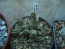 Piaranthus germinatus v. foetidus