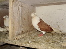 P8292226